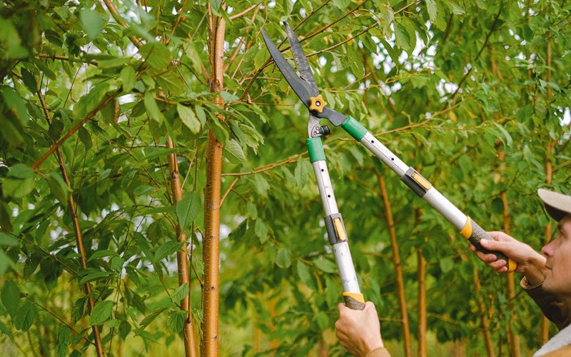 Tree trimming in Harrisonburg, LA