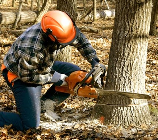 Tree Removal in Harrisonburg, LA